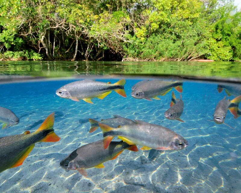 School of Fish in River — Blue