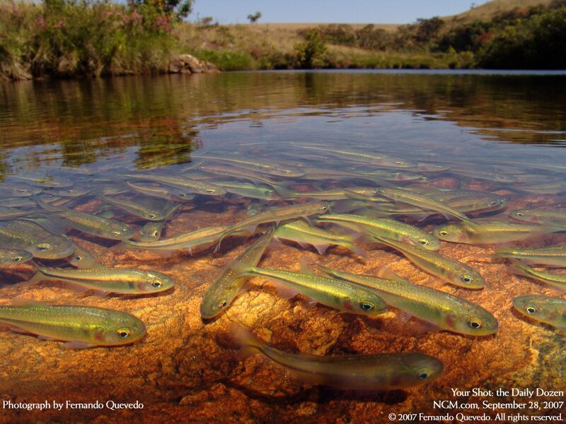 School of fish in shallow water
