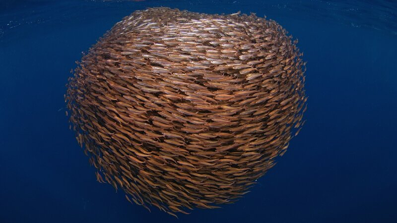 School of Fish in Sphere — Blue