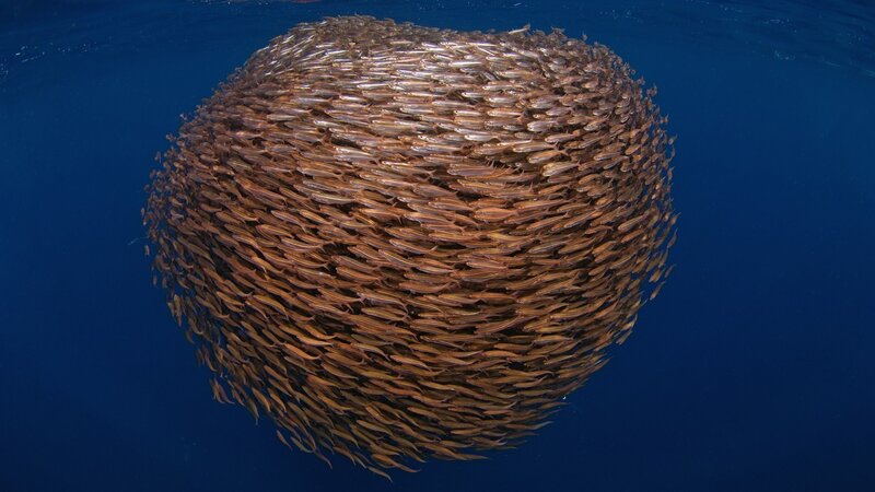 School of Fish in Sphere