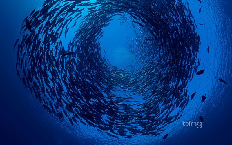 School of Fish in Spiral — Blue