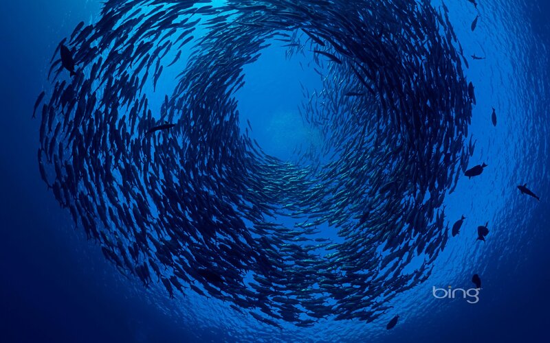 school of fish in spiral formation