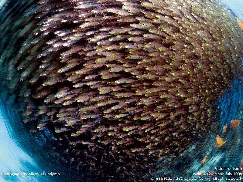 School of fish in spiral