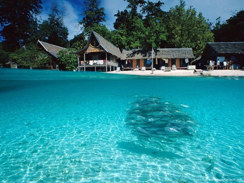 School of Fish in Turquoise Water