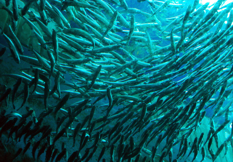 School of Fish in Water — Blue, Calm, Photograph