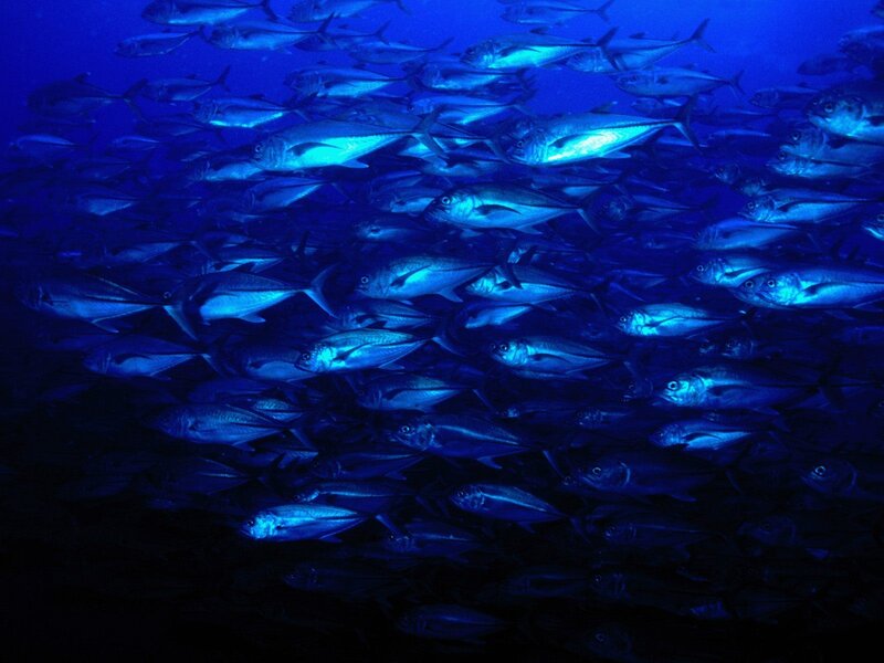 School of Fish in Water — Blue, Serene, Photograph, Ocean