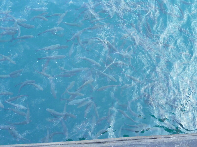 School of Fish in Water — Blue