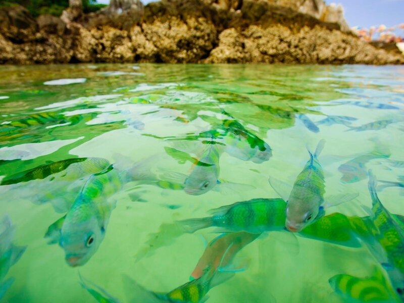 School of Fish in Water — Green, Serene, Afternoon