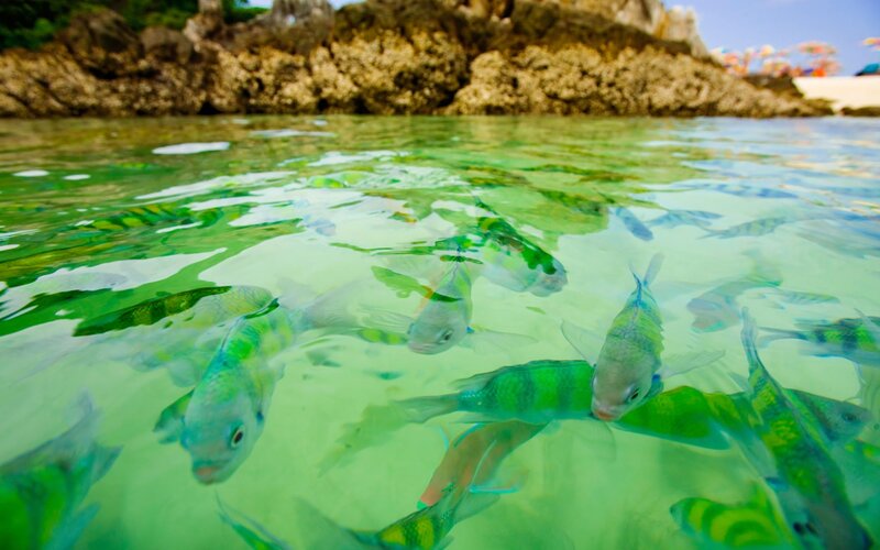 School of Fish in Water — Green