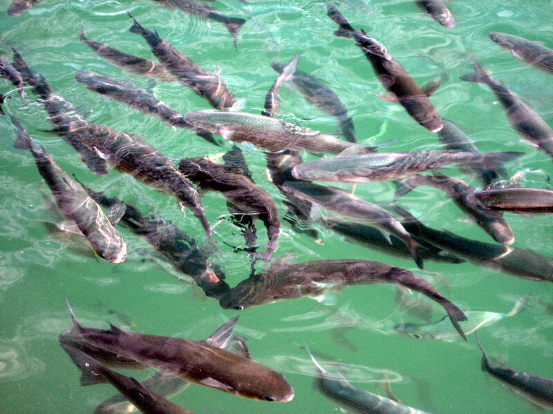 School of Fish in Water