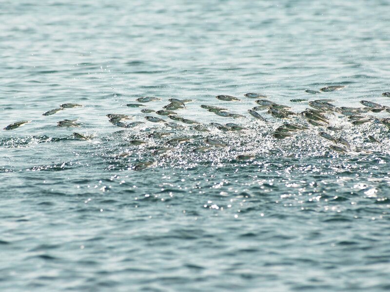School of fish jumping in water