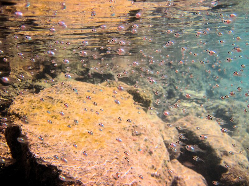 School of Fish Larvae