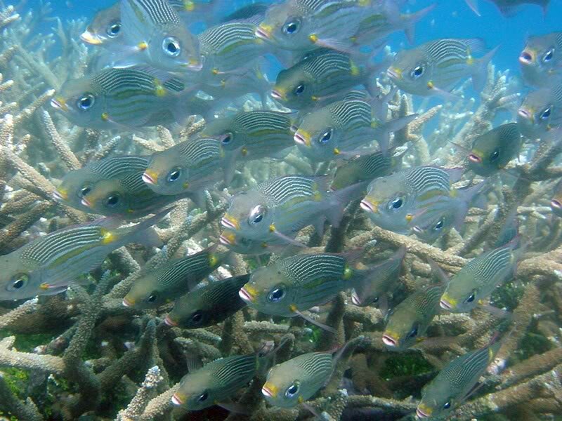 School of Fish Near Coral — Blue, Calm