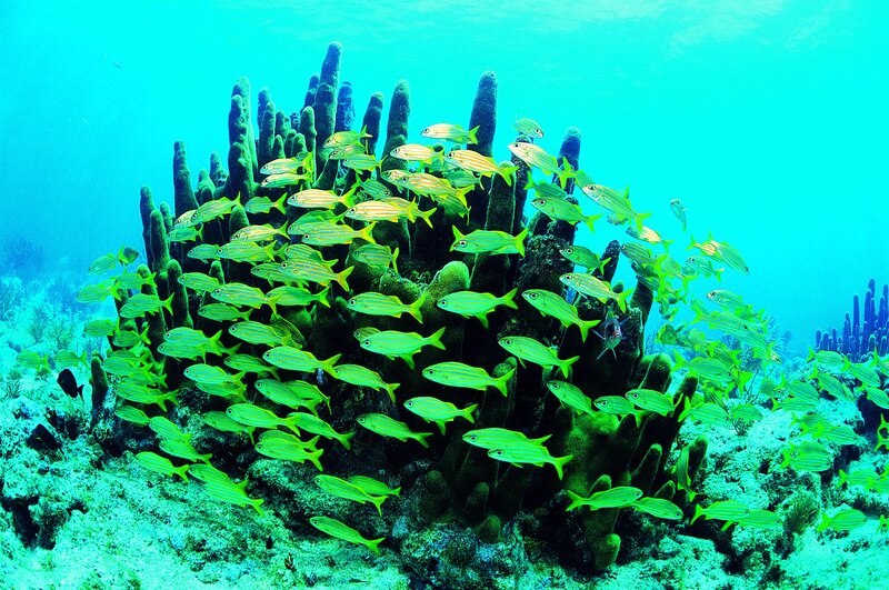 School of fish near coral reef