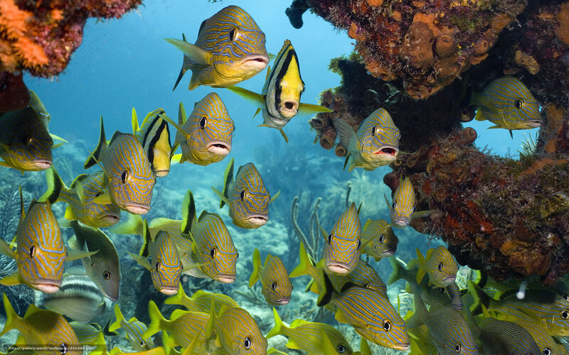 School of fish near coral reef