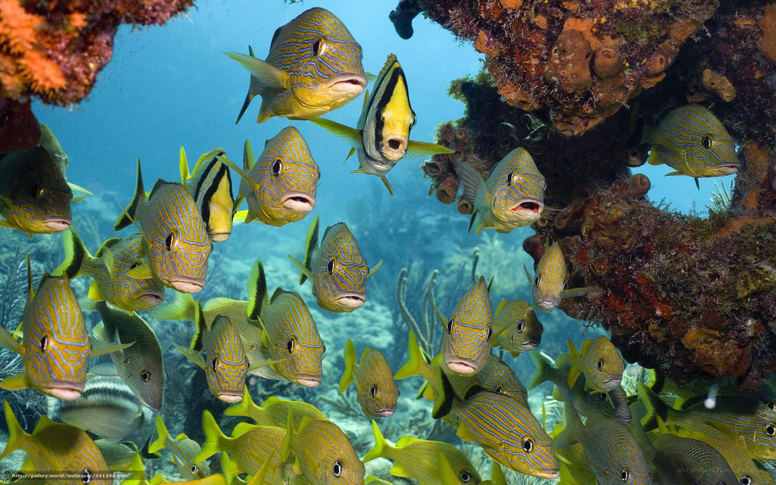 School of fish near coral reef