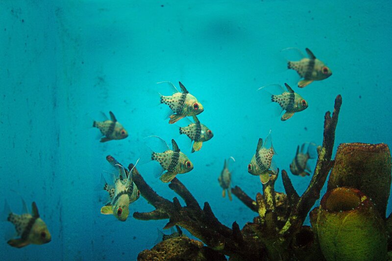 School of fish near coral