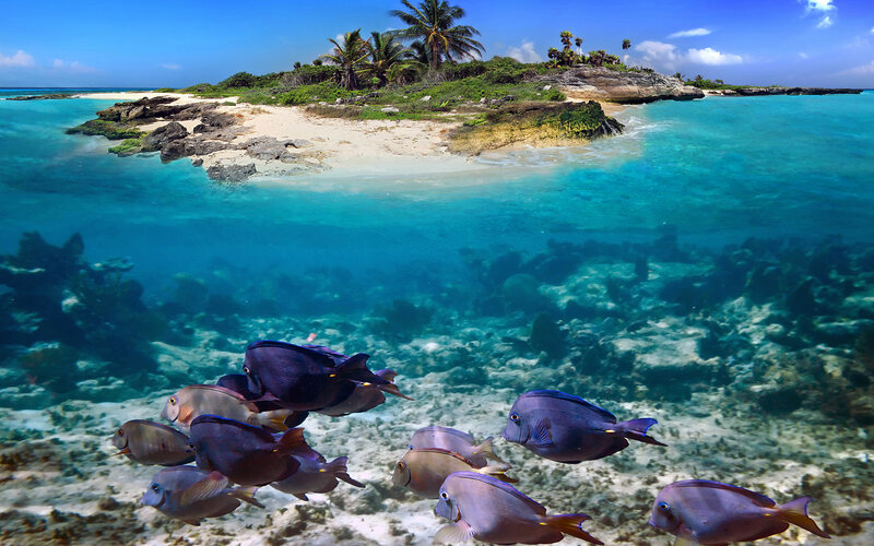 School of Fish Near Island