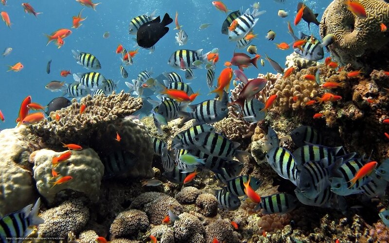 School of Fish on Coral Reef — Blue