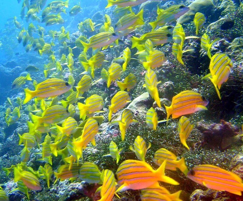 school of fish on coral reef