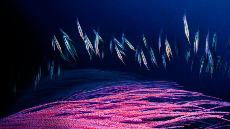 School of Fish over Coral — Blue, Dramatic
