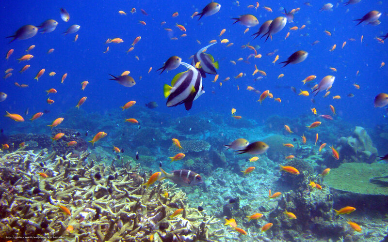 School of Fish over Coral — Blue