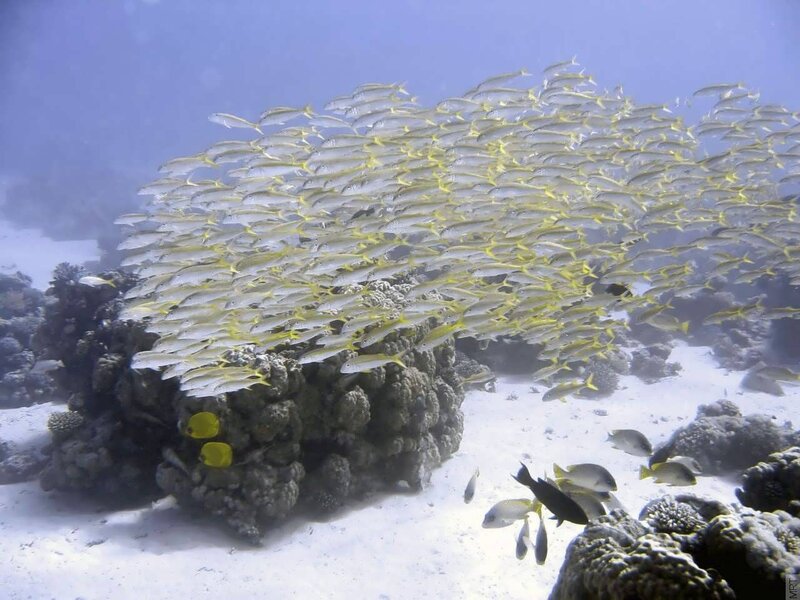 School of fish over coral reef