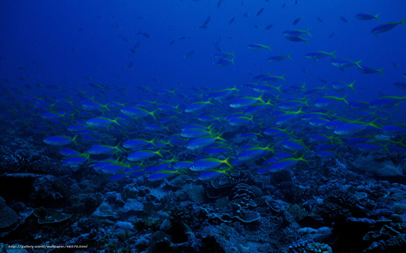 School of fish over coral reef