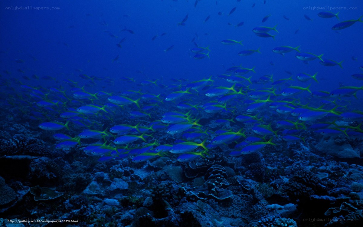 School of fish over coral reef