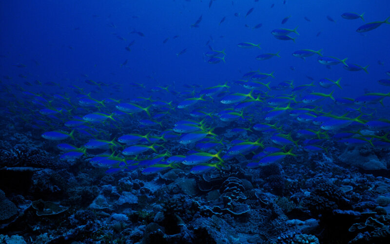School of Fish over Coral