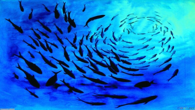 School of Fish Swimming