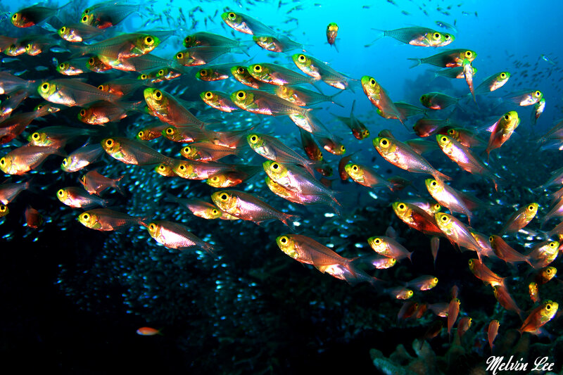 School of fish underwater
