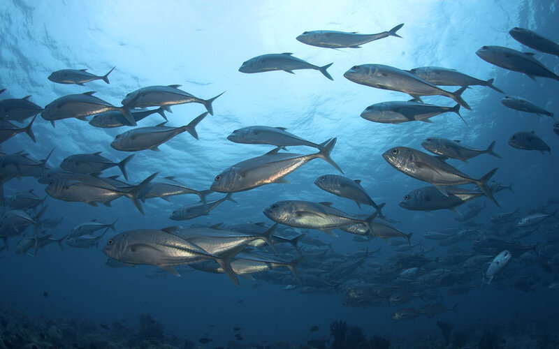 School of fish underwater
