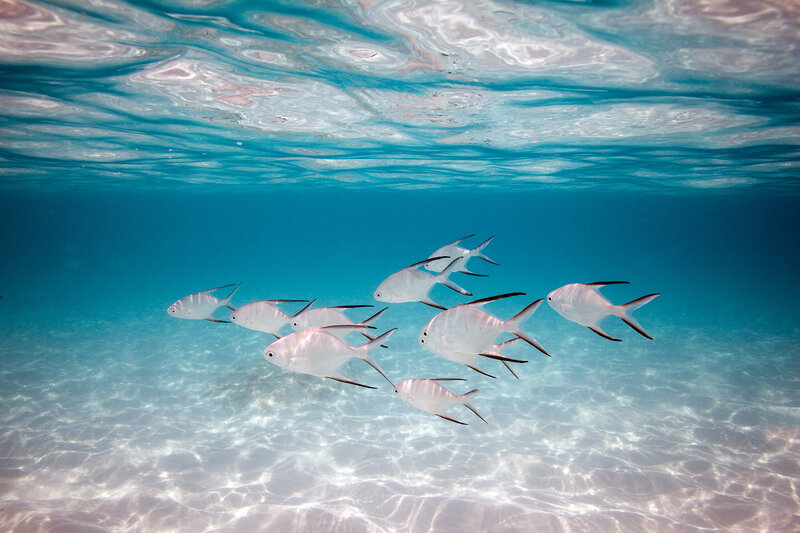 School of fish underwater