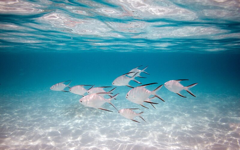 school of fish underwater