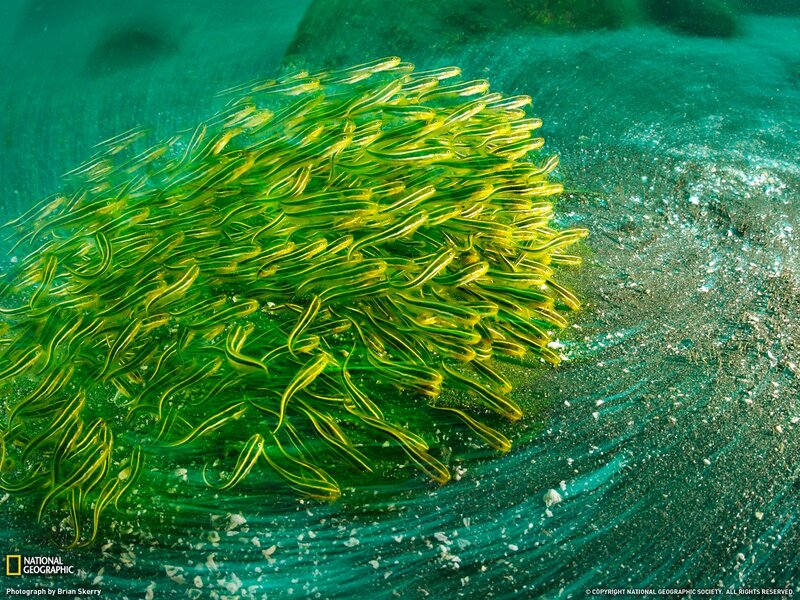 School of fish underwater