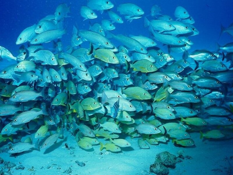 school of fish underwater