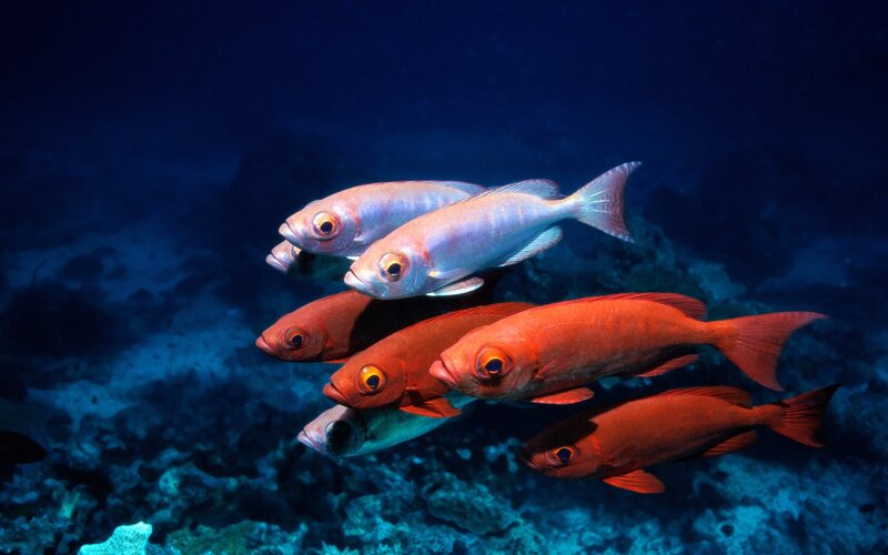School of fish underwater