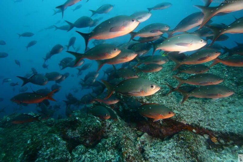 School of fish underwater