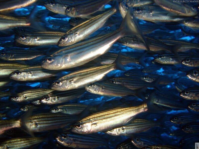 school of fish underwater