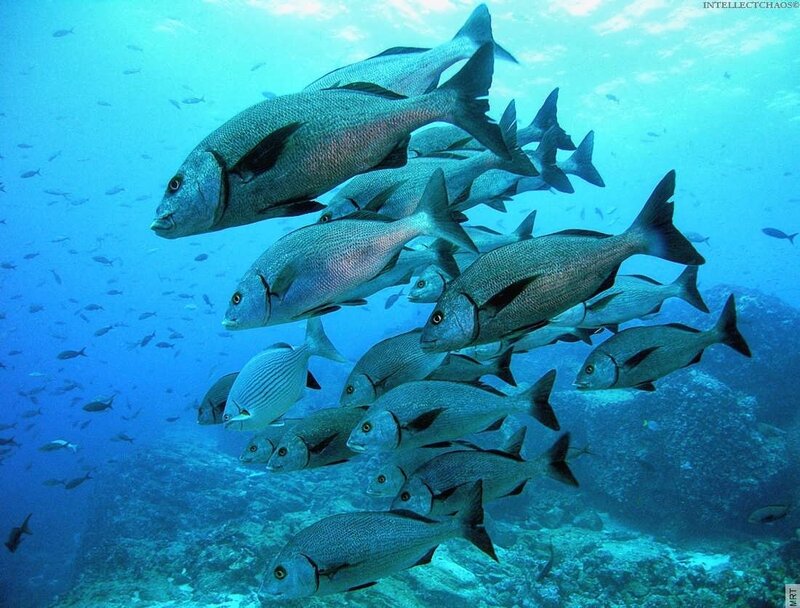 School of fish underwater