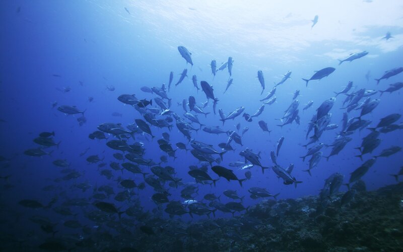 School of fish underwater