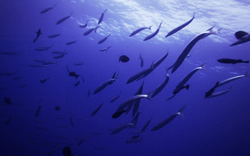 School of fish underwater