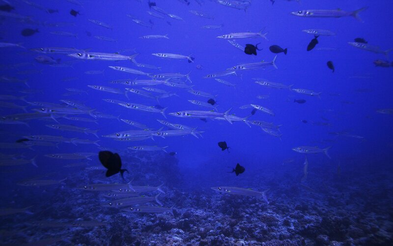 School of fish underwater
