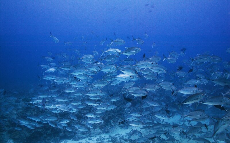 School of fish underwater