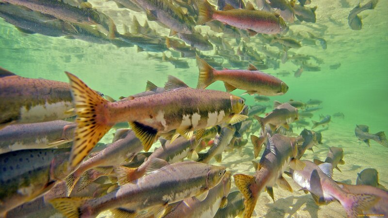 school of fish underwater