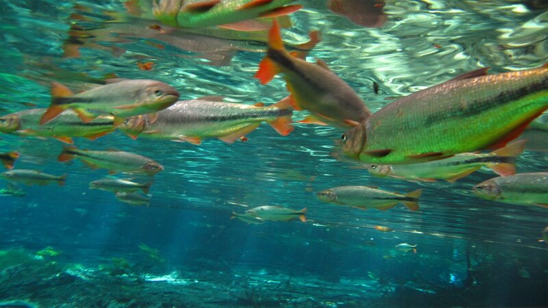School of fish underwater
