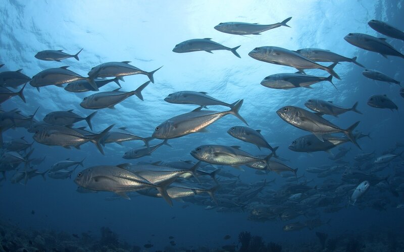 School of fish underwater