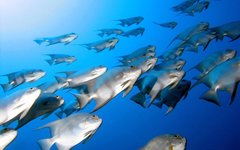 school of fish underwater