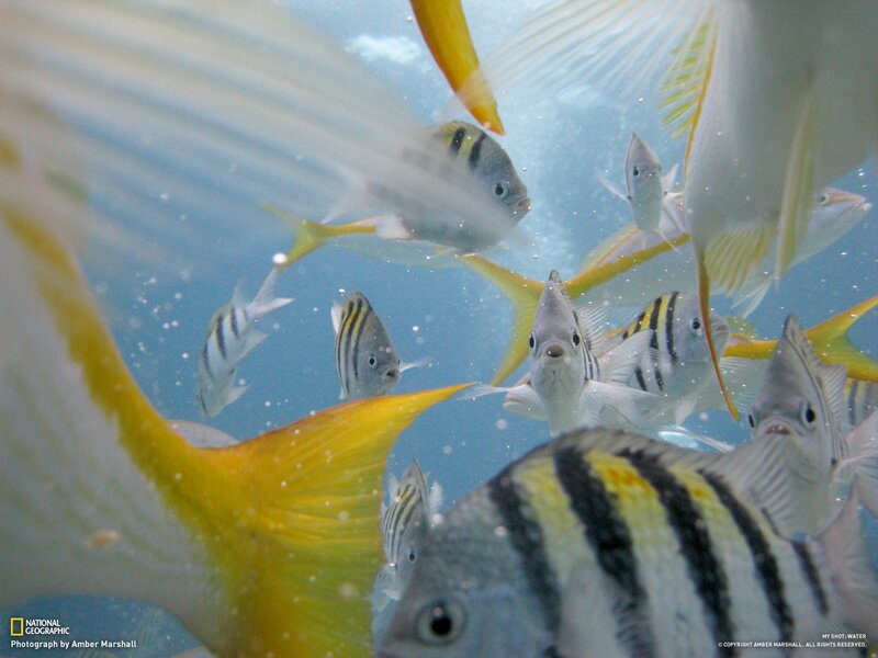 School of fish underwater